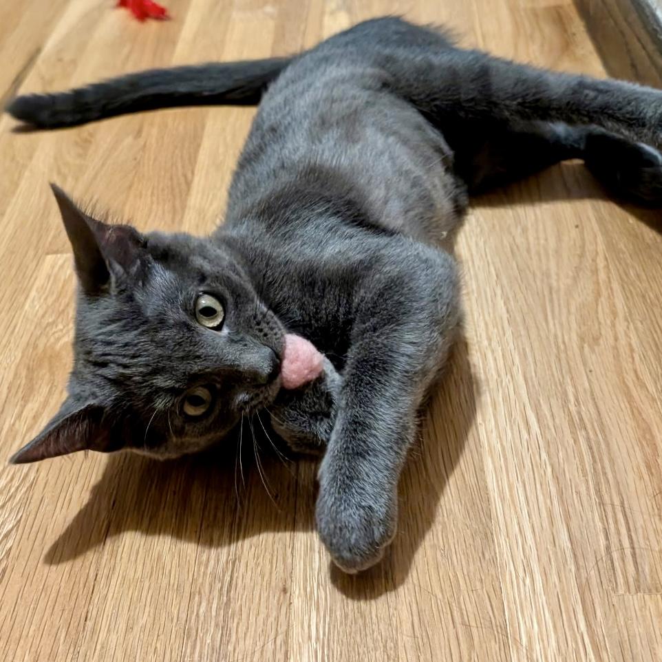 Enlarge Ghost, a Adoptable Domestic Short Hair in Apple Valley, MN image 3/6