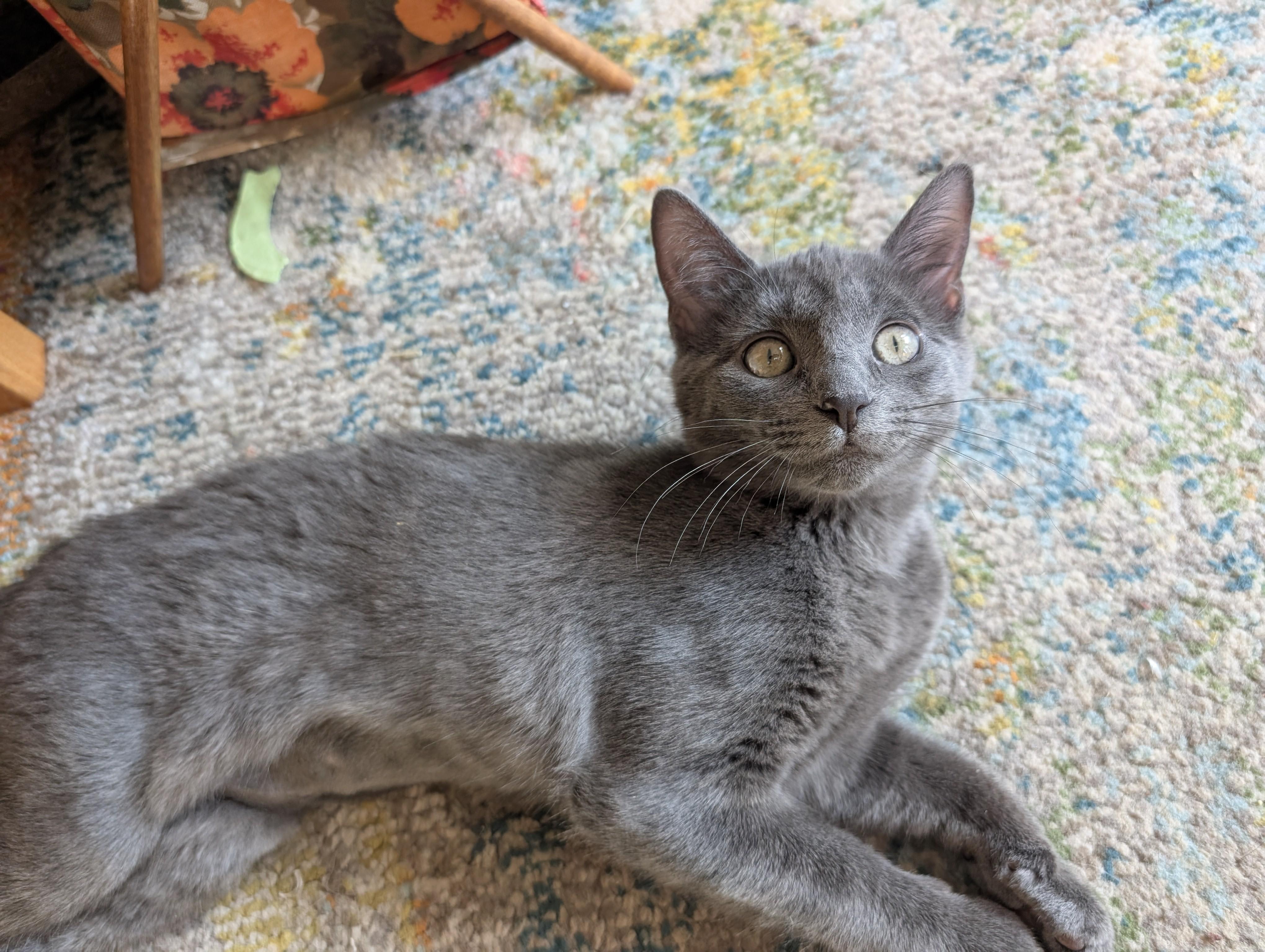 Enlarge Ghost, a Adoptable Domestic Short Hair in Apple Valley, MN image 4/6