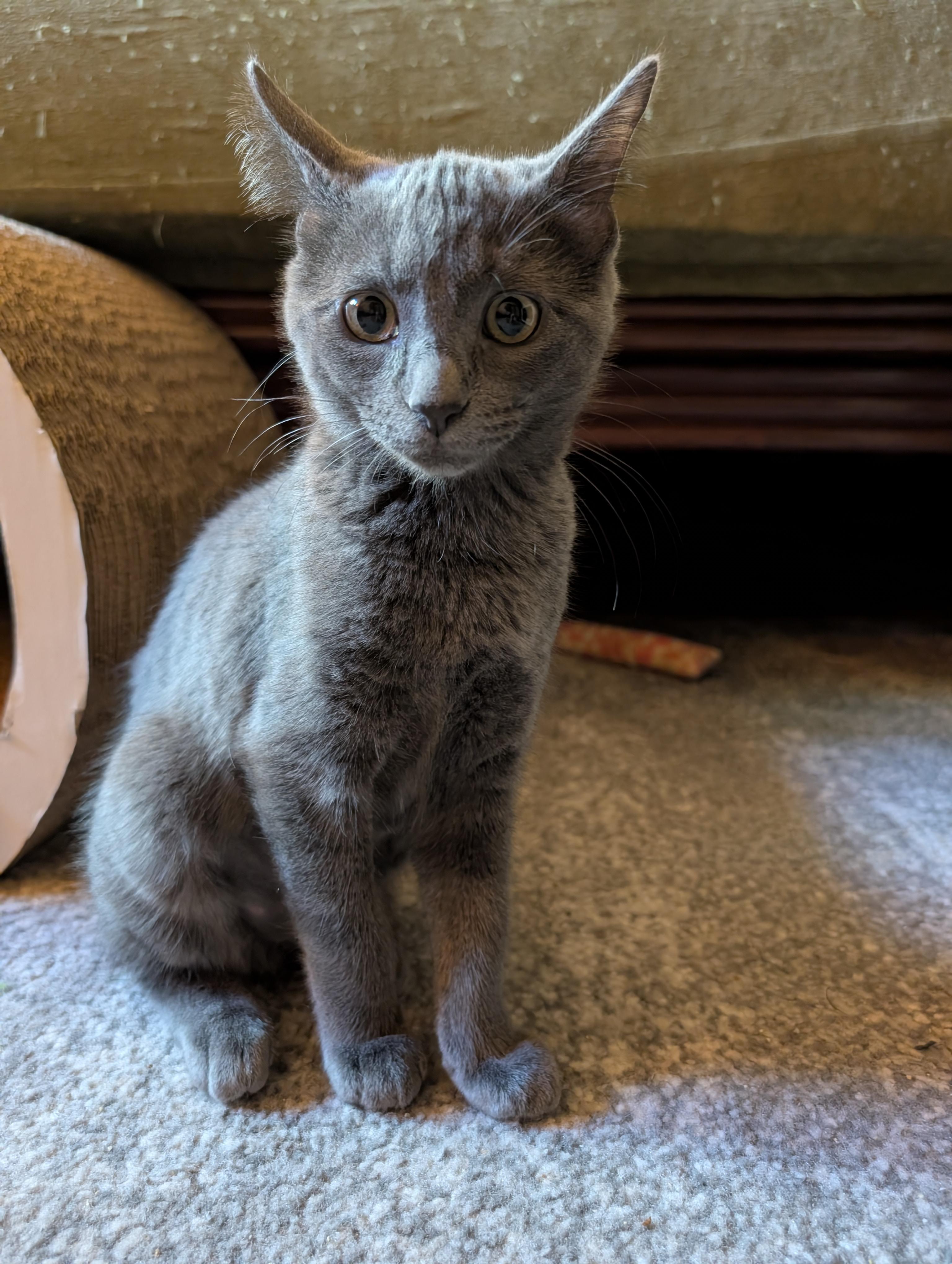 Enlarge Ghost, a Adoptable Domestic Short Hair in Apple Valley, MN image 1/6