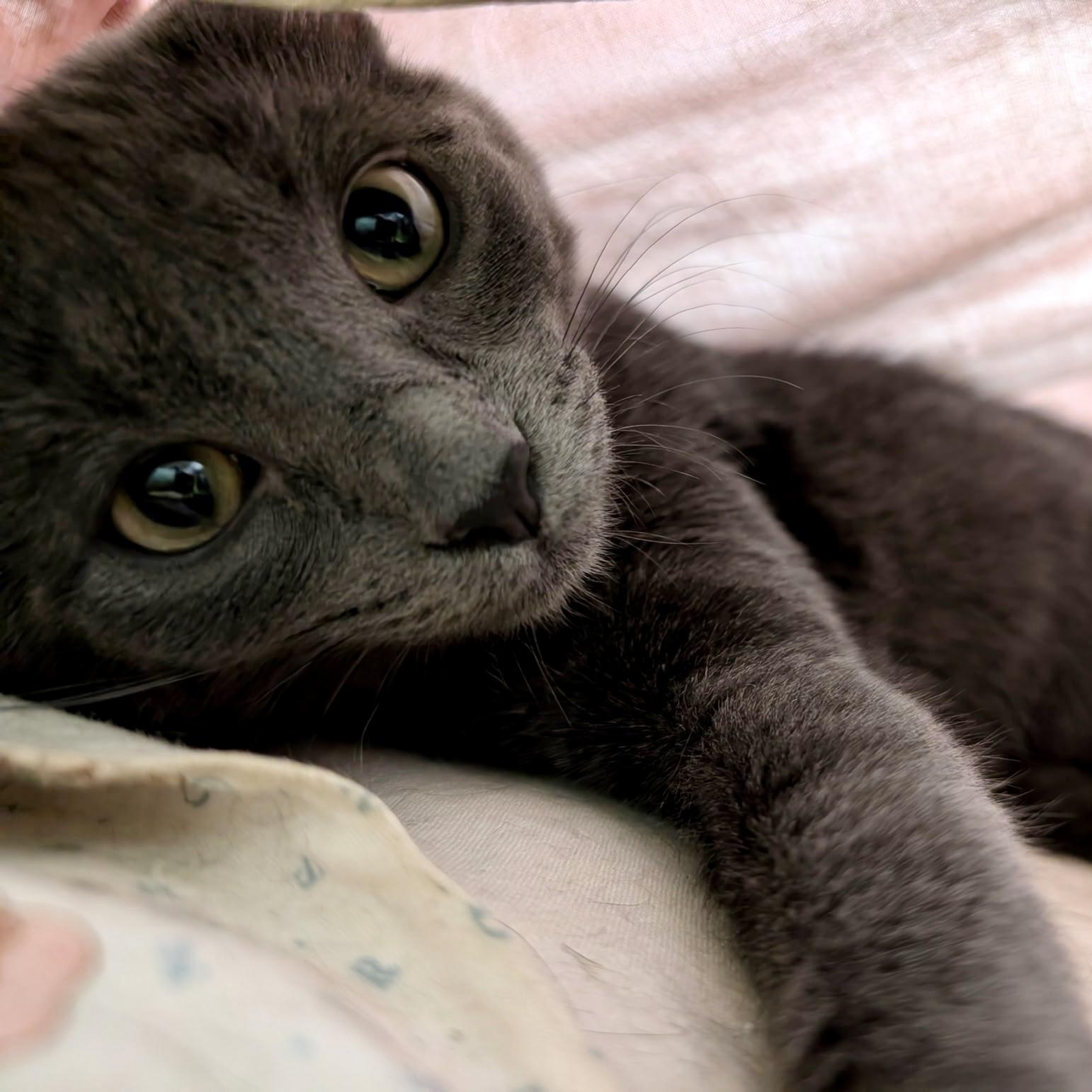 Enlarge Ghost, a Adoptable Domestic Short Hair in Apple Valley, MN image 2/6