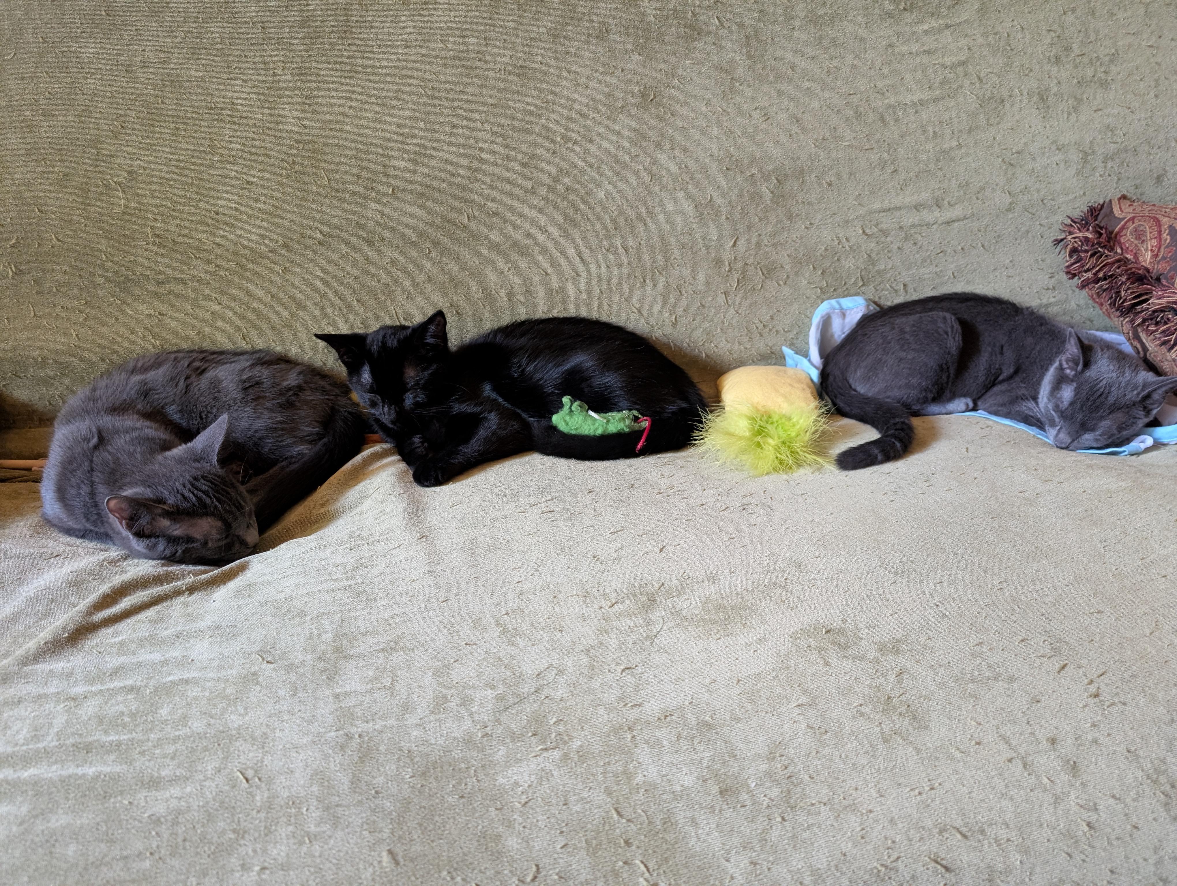 Enlarge Ghost, a Adoptable Domestic Short Hair in Apple Valley, MN image 6/6