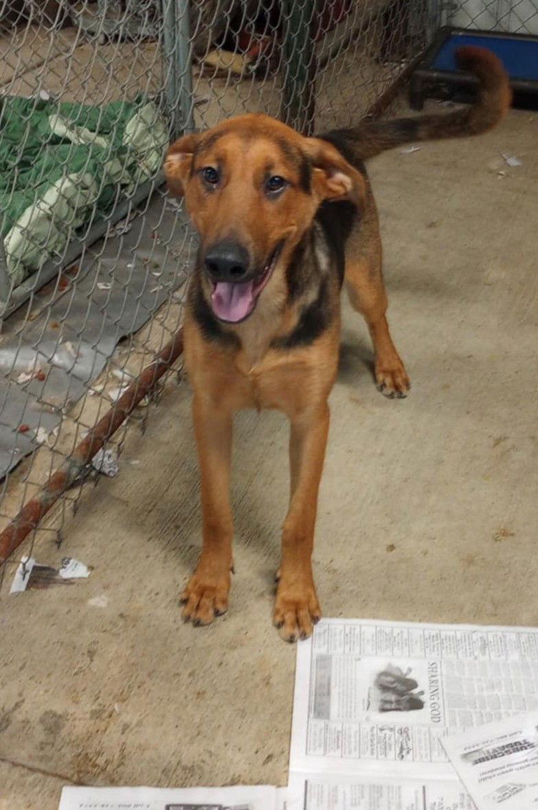 Enlarge Shane, a Adoptable mixed breed in Frenchburg, KY image 1/3