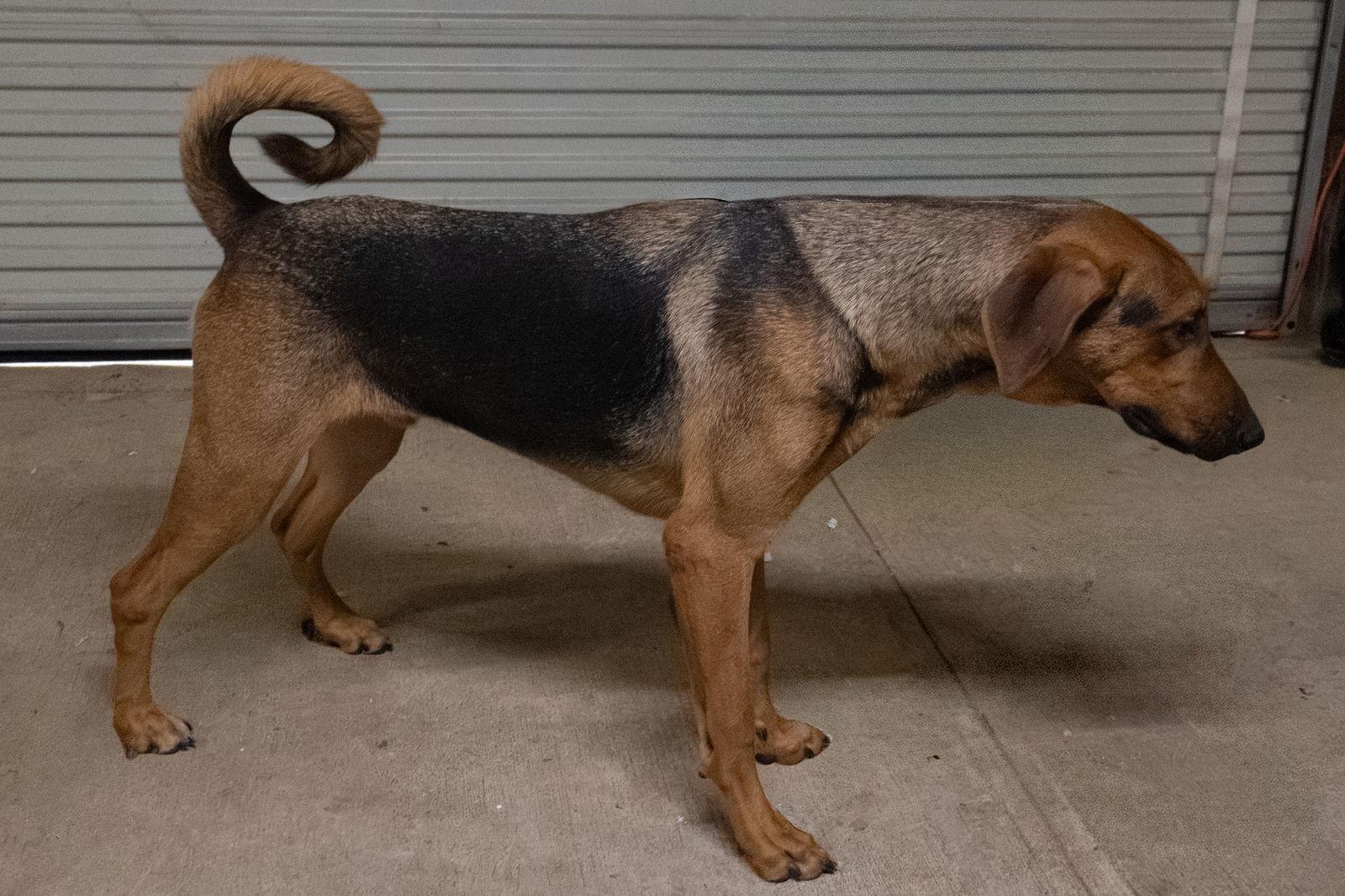 Enlarge Shane, a Adoptable mixed breed in Frenchburg, KY image 2/3