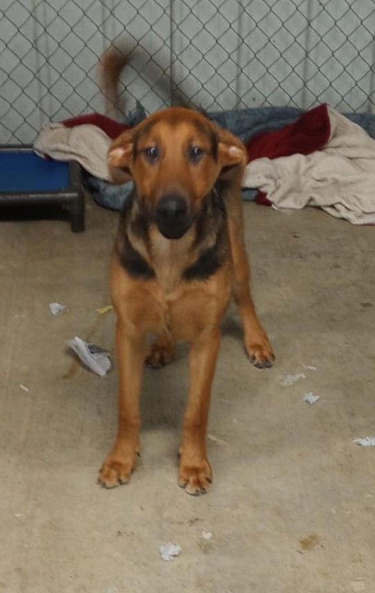 Enlarge Shane, a Adoptable mixed breed in Frenchburg, KY image 3/3