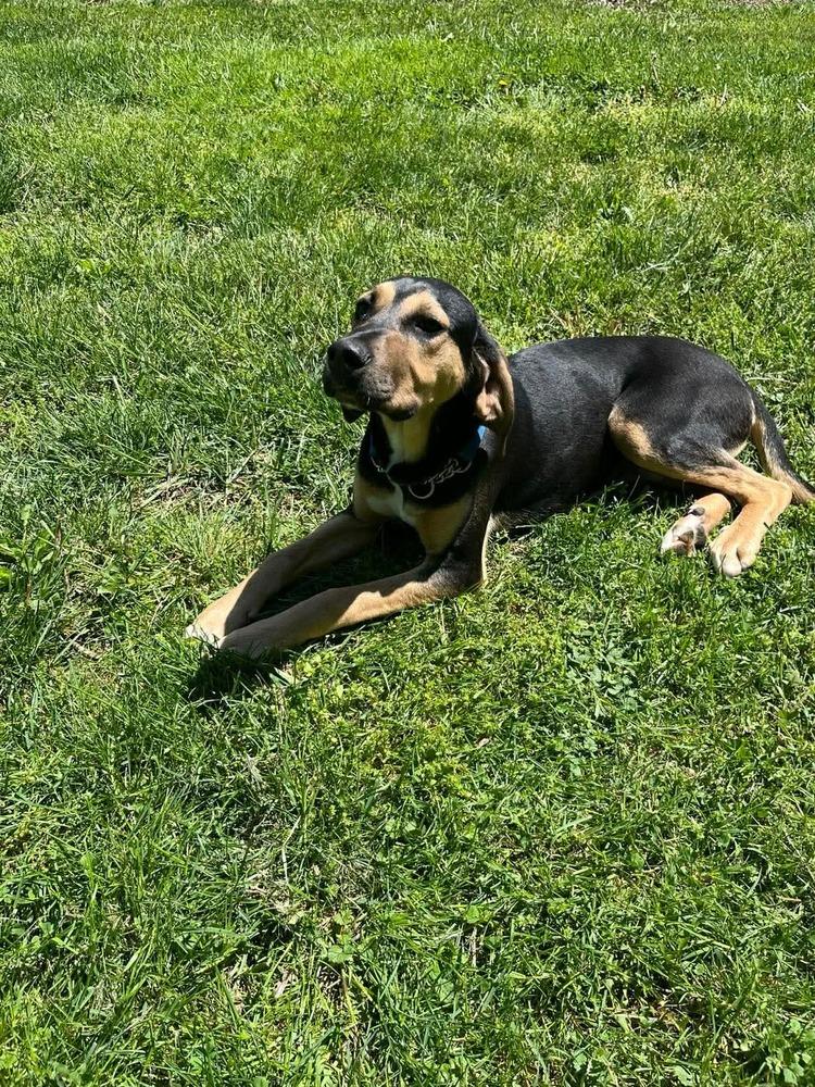 Cove, Adopted, Young Male Hound.