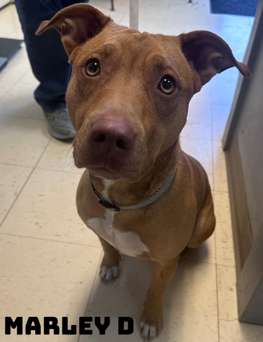 Enlarge Marley D, a ADOPTABLE mixed breed in Dyersburg, TN image 1/2