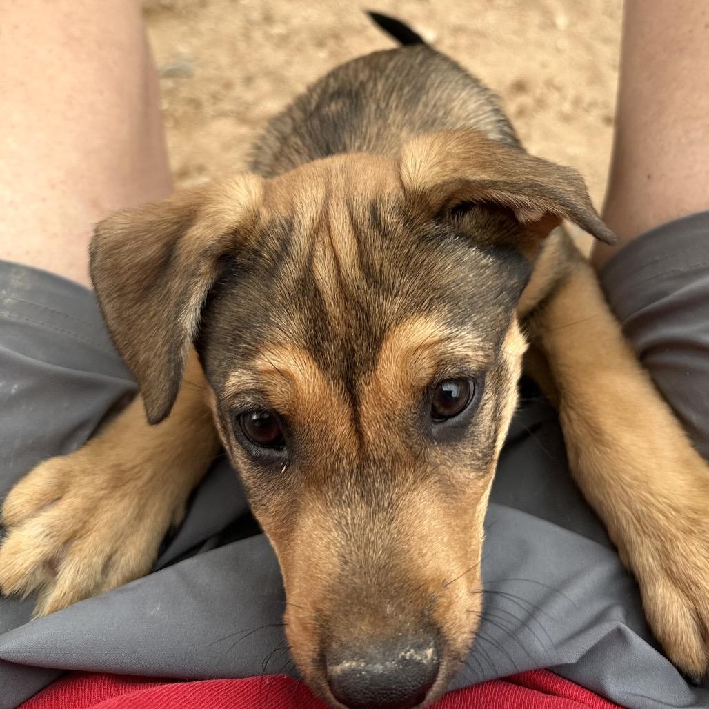Winnie, a Adoptable mixed breed in Long Beach, CA image 1/6