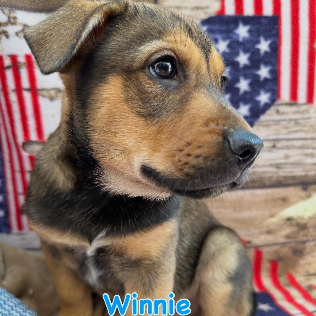 Winnie, a Adoptable mixed breed in Long Beach, CA image 2/6