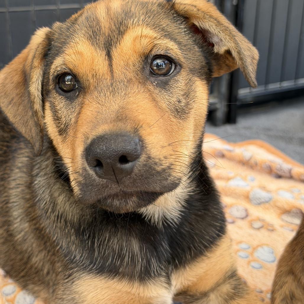 Winnie, a Adoptable mixed breed in Long Beach, CA image 5/6