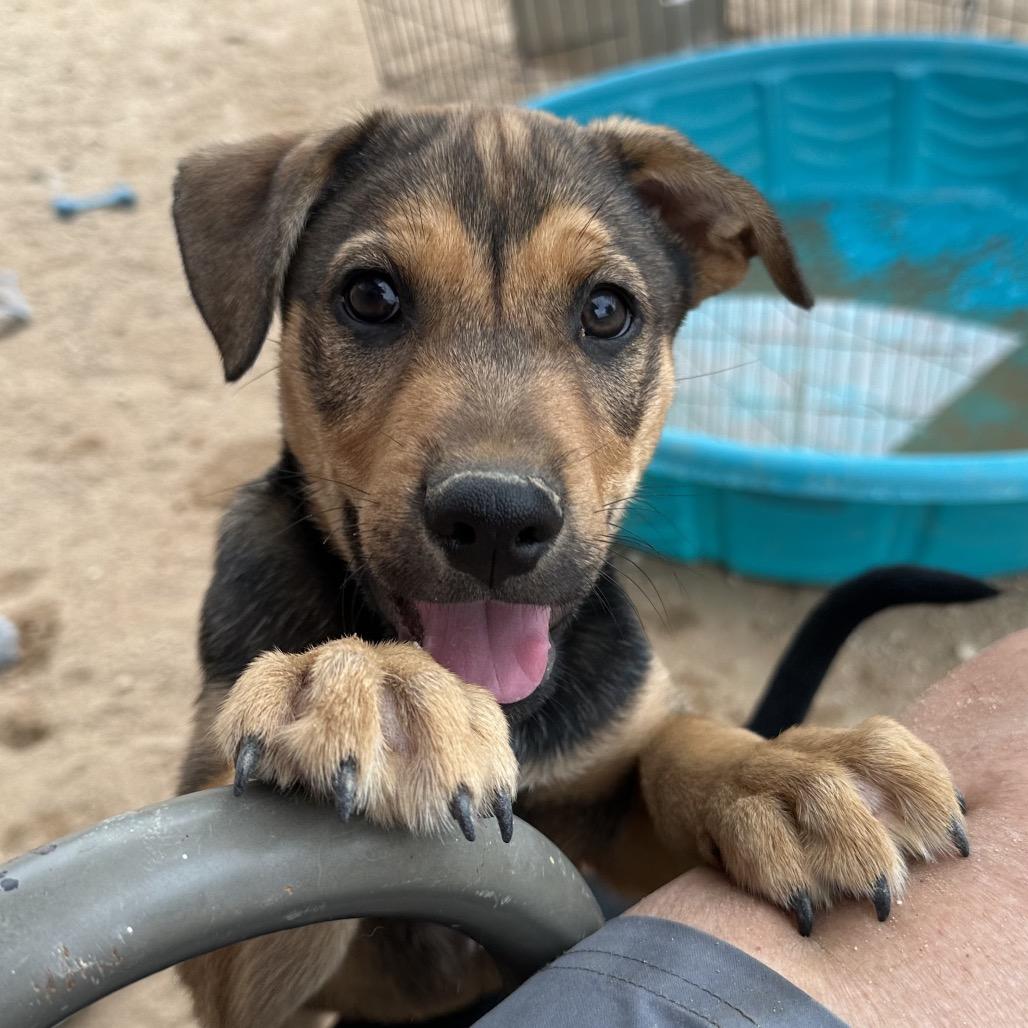 Winnie, a Adoptable mixed breed in Long Beach, CA image 6/6
