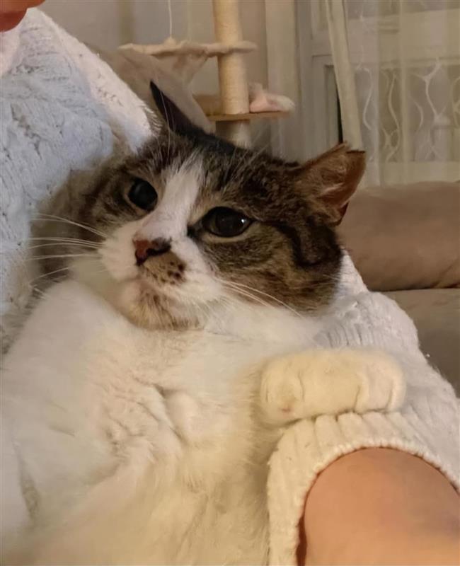 Moma, a Adoptable Tabby in Verdun, QC image 4/4