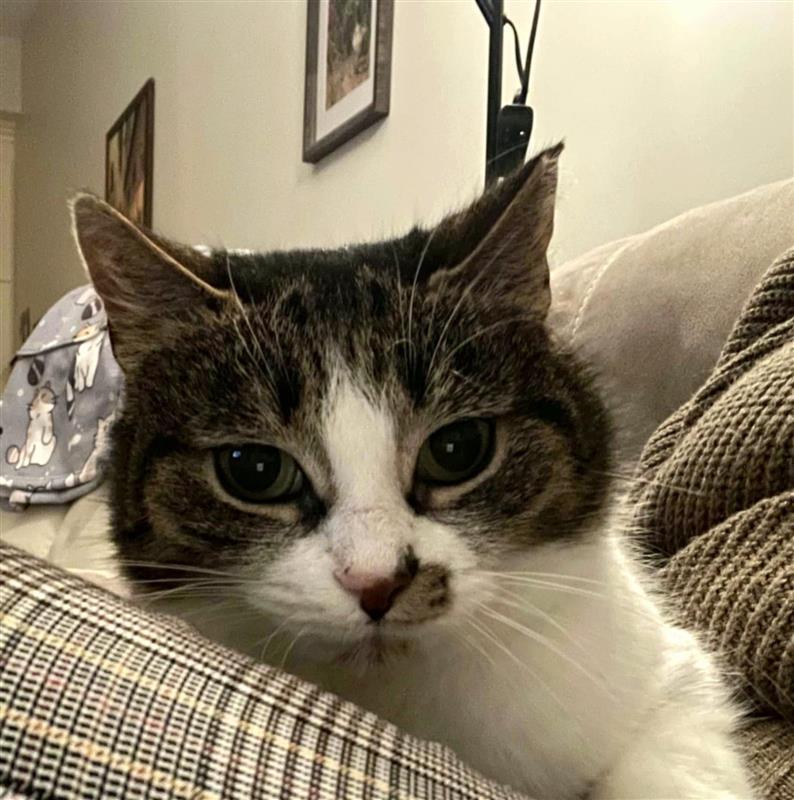 Moma, a Adoptable Tabby in Verdun, QC image 1/4