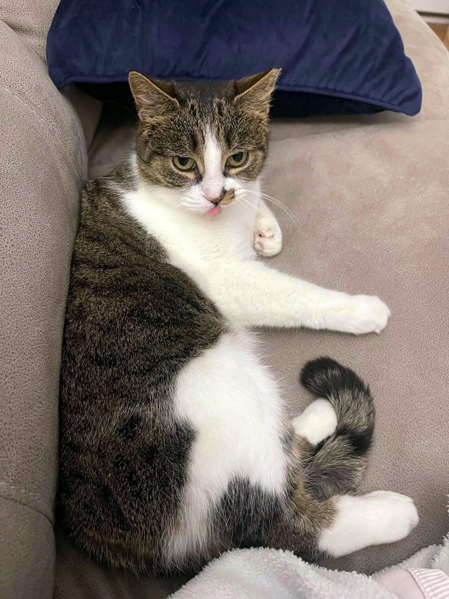 Moma, a Adoptable Tabby in Verdun, QC image 2/4