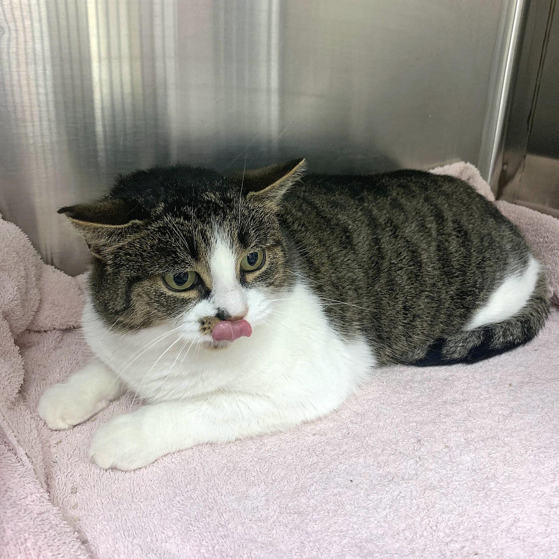 Moma, a Adoptable Tabby in Verdun, QC image 3/4