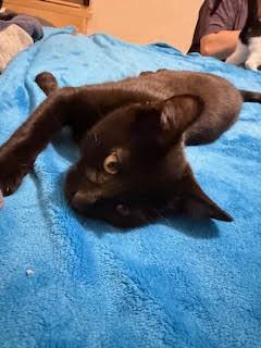 Rolly & Lucky - Bros in Black - CCC, Adoptable, Kitten Male Domestic Short Hair.