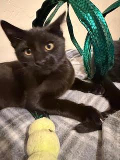 Rolly & Lucky - Bros in Black - CCC, a Adoptable Domestic Short Hair in San Luis Obispo, CA image 2/2