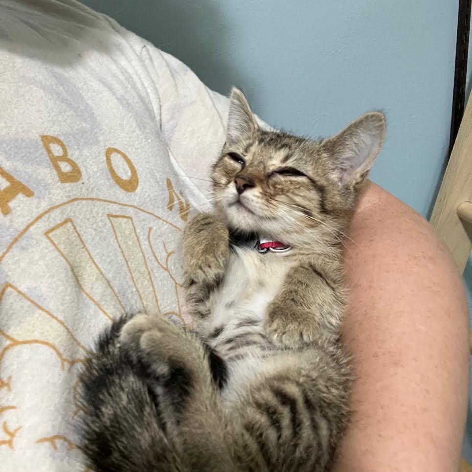 Enlarge Pulitzer, a Adoptable Domestic Short Hair in Madison, WI image 1/2