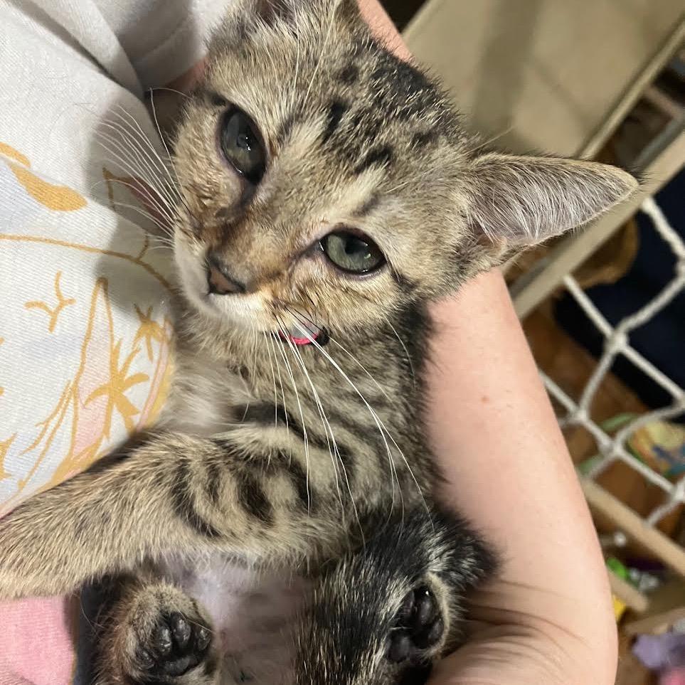 Enlarge Pulitzer, a Adoptable Domestic Short Hair in Madison, WI image 2/2