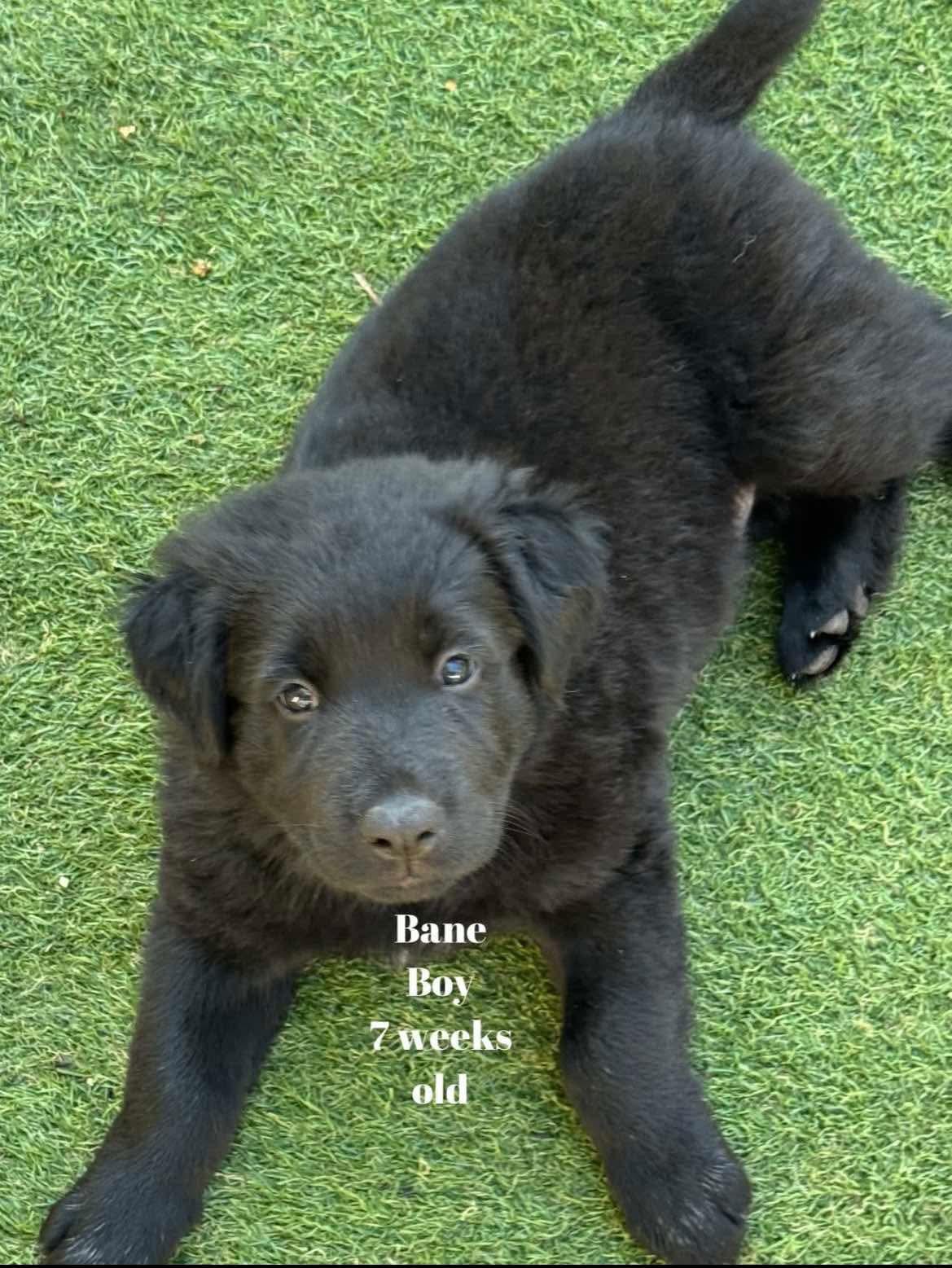 Bane