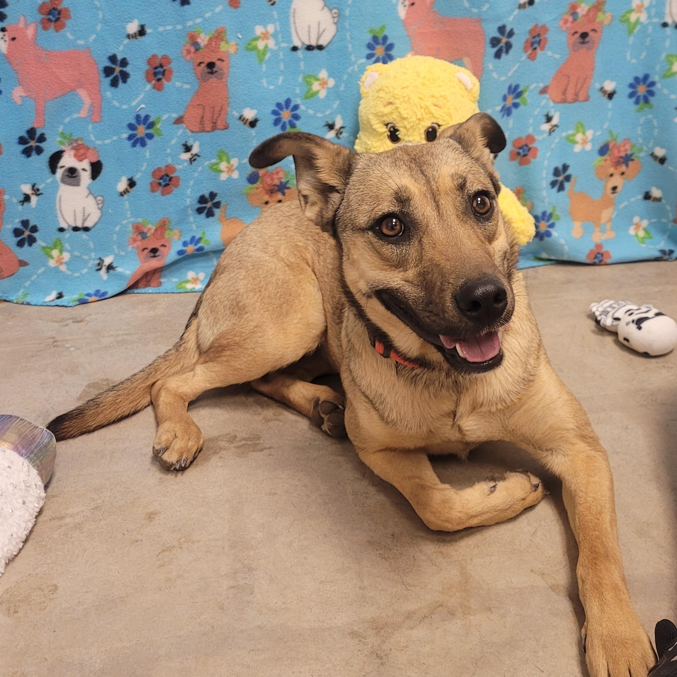 Enlarge Red, a ADOPTABLE mixed breed in ALPINE, TX image 3/5