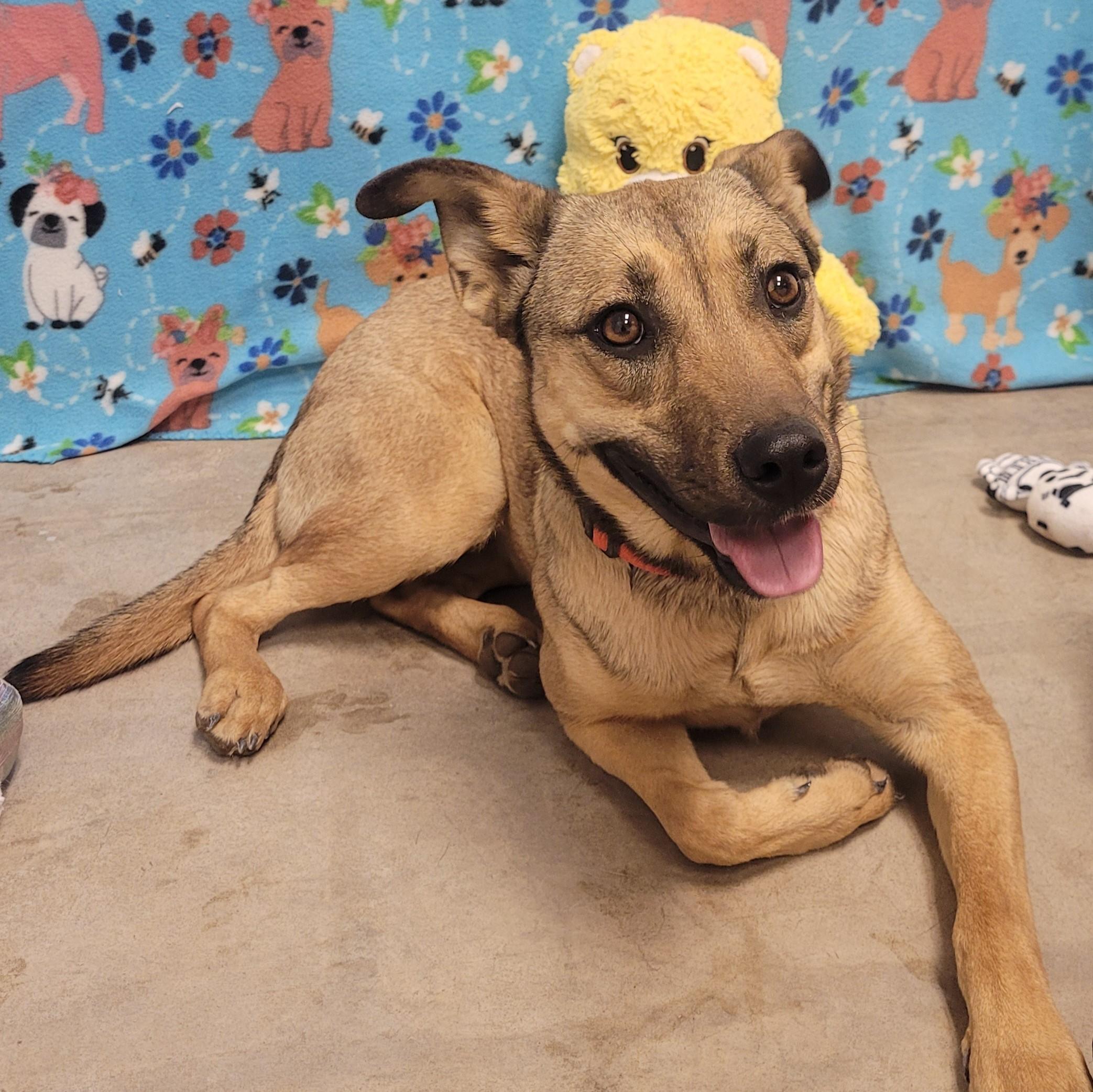 Enlarge Red, a ADOPTABLE mixed breed in ALPINE, TX image 2/5