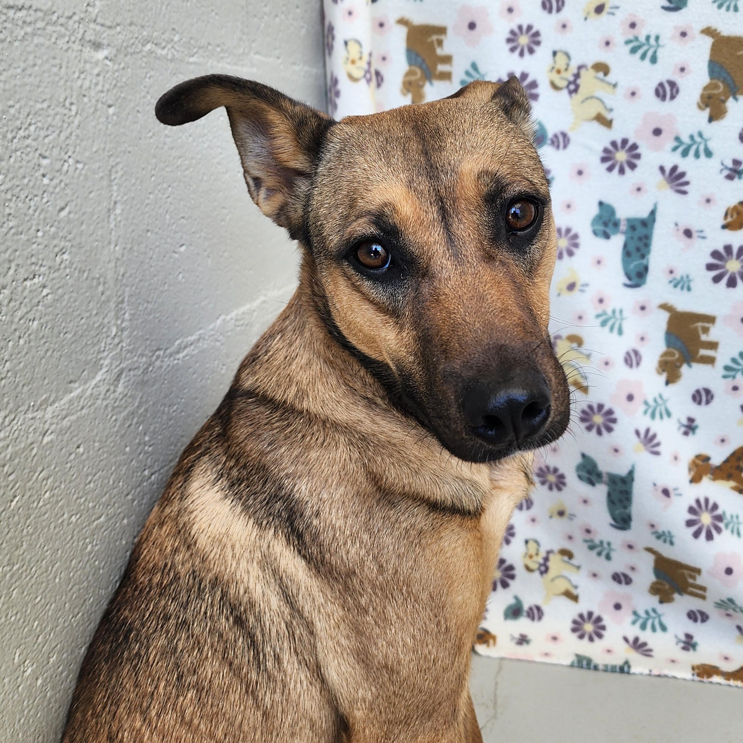 Enlarge Red, a ADOPTABLE mixed breed in ALPINE, TX image 3/3
