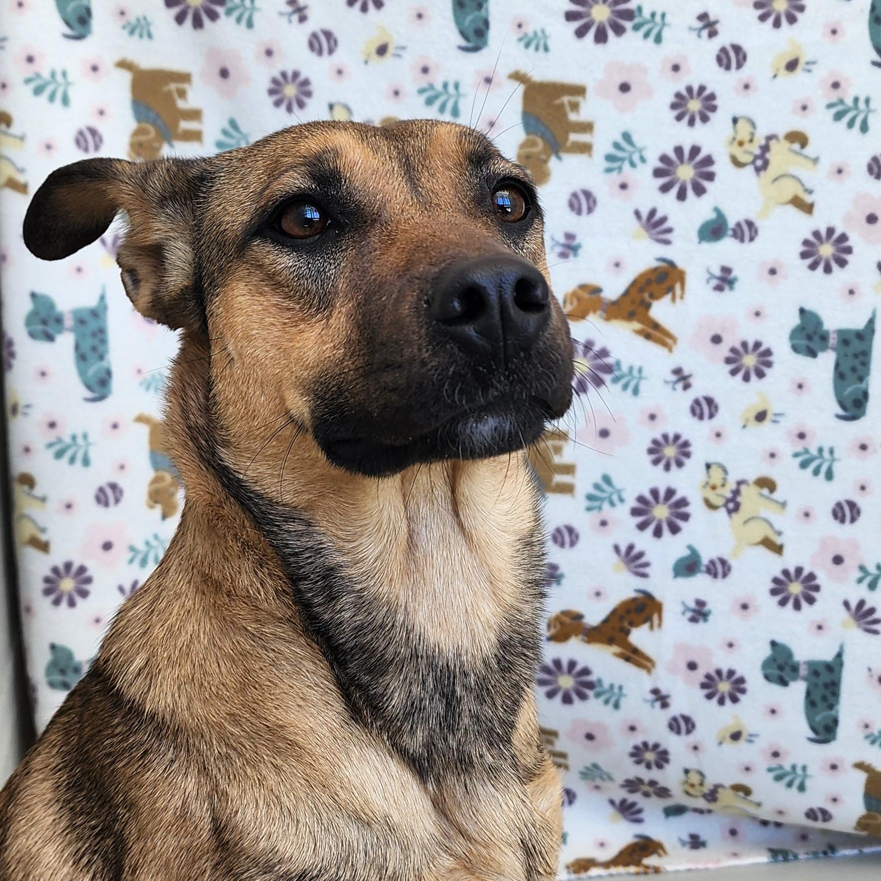 Enlarge Red, a ADOPTABLE mixed breed in ALPINE, TX image 2/3
