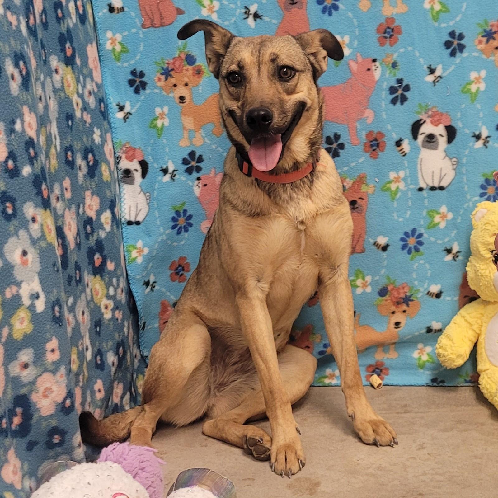 Red, ADOPTABLE, Adult Female Shepherd.