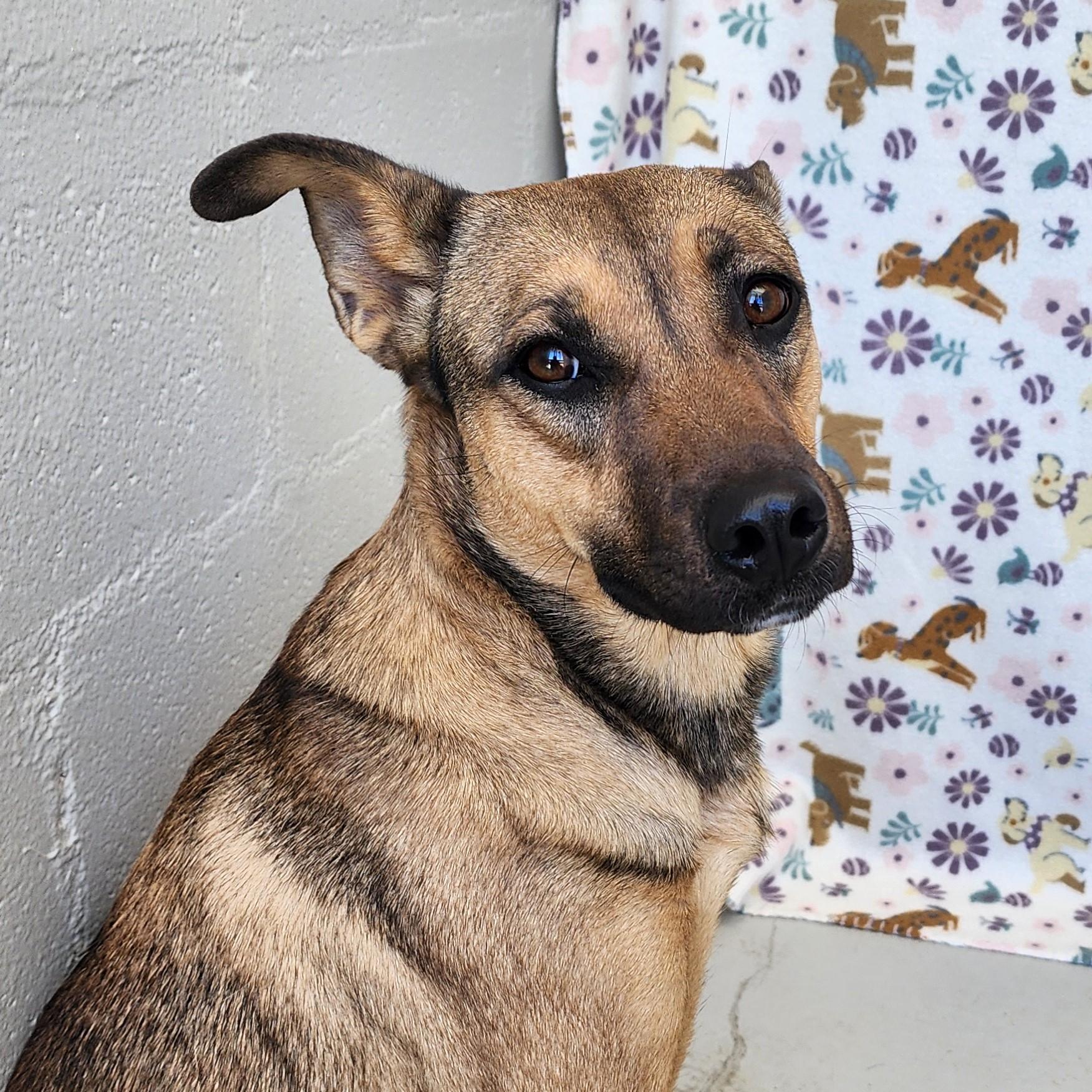 Red, ADOPTABLE, Adult Female Shepherd.