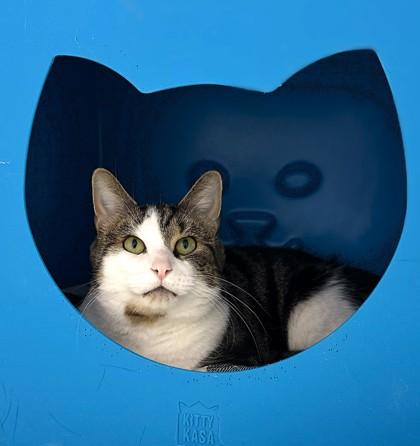 Spork, Adoptable, Adult Male Domestic Short Hair & Domestic Short Hair.