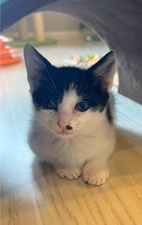 CAPER, Adoptable, Kitten Female Domestic Short Hair.