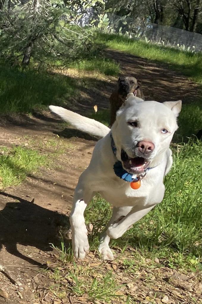 Enlarge 26Lucy, a ADOPTABLE mixed breed in Shingle Springs, CA image 1/6