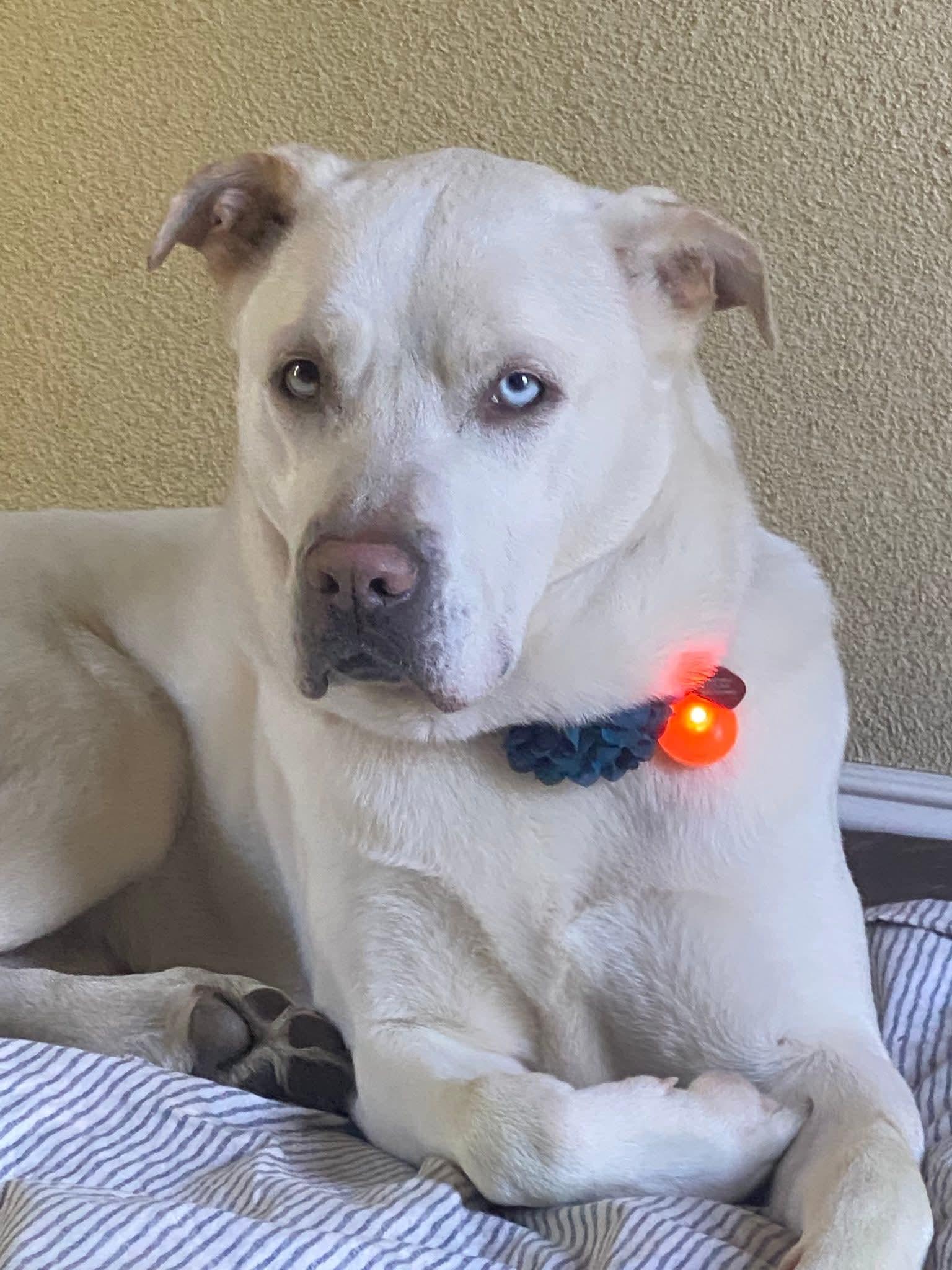 Enlarge 26Lucy, a ADOPTABLE mixed breed in Shingle Springs, CA image 6/6