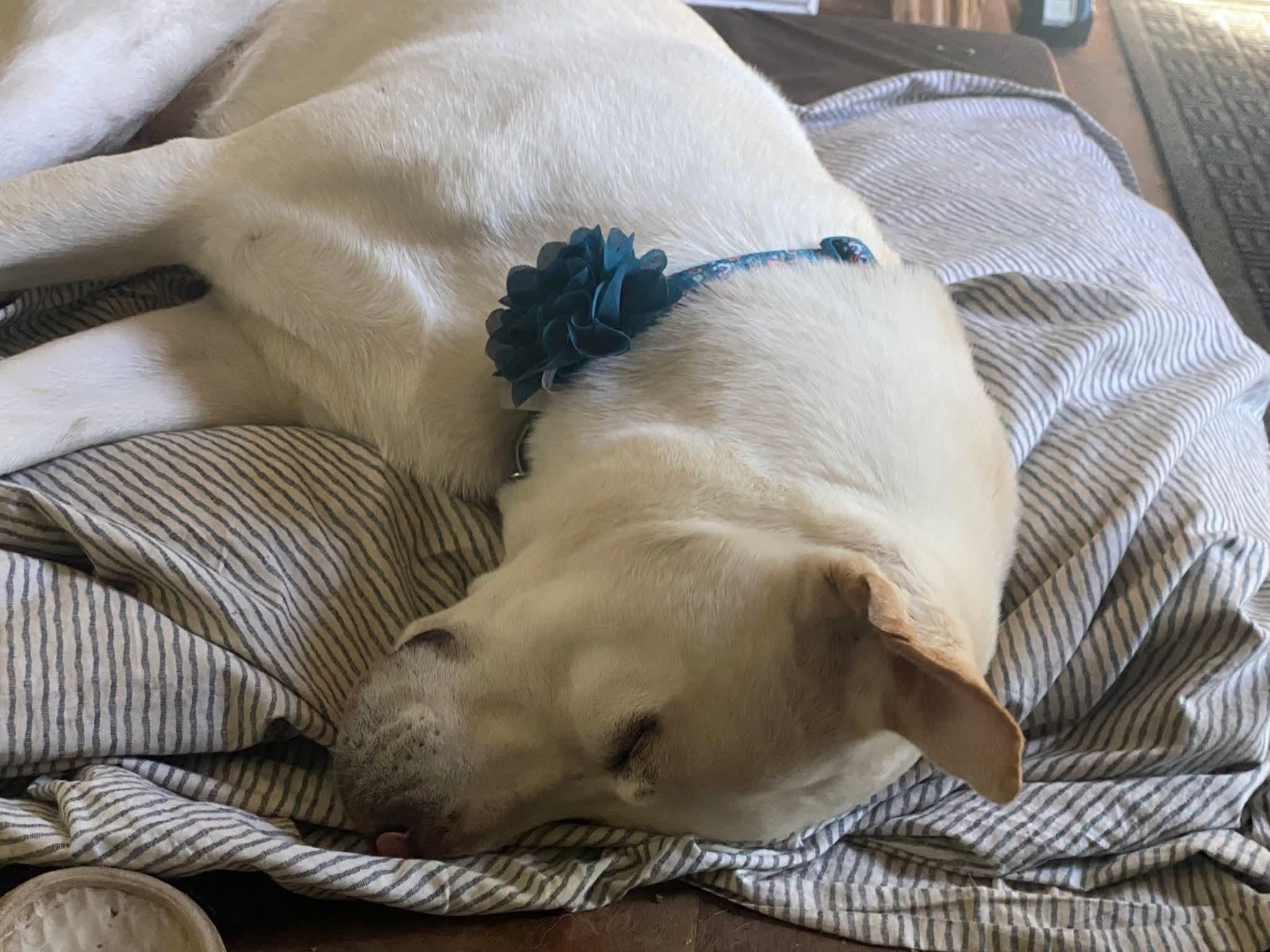 Enlarge 26Lucy, a ADOPTABLE mixed breed in Shingle Springs, CA image 4/6