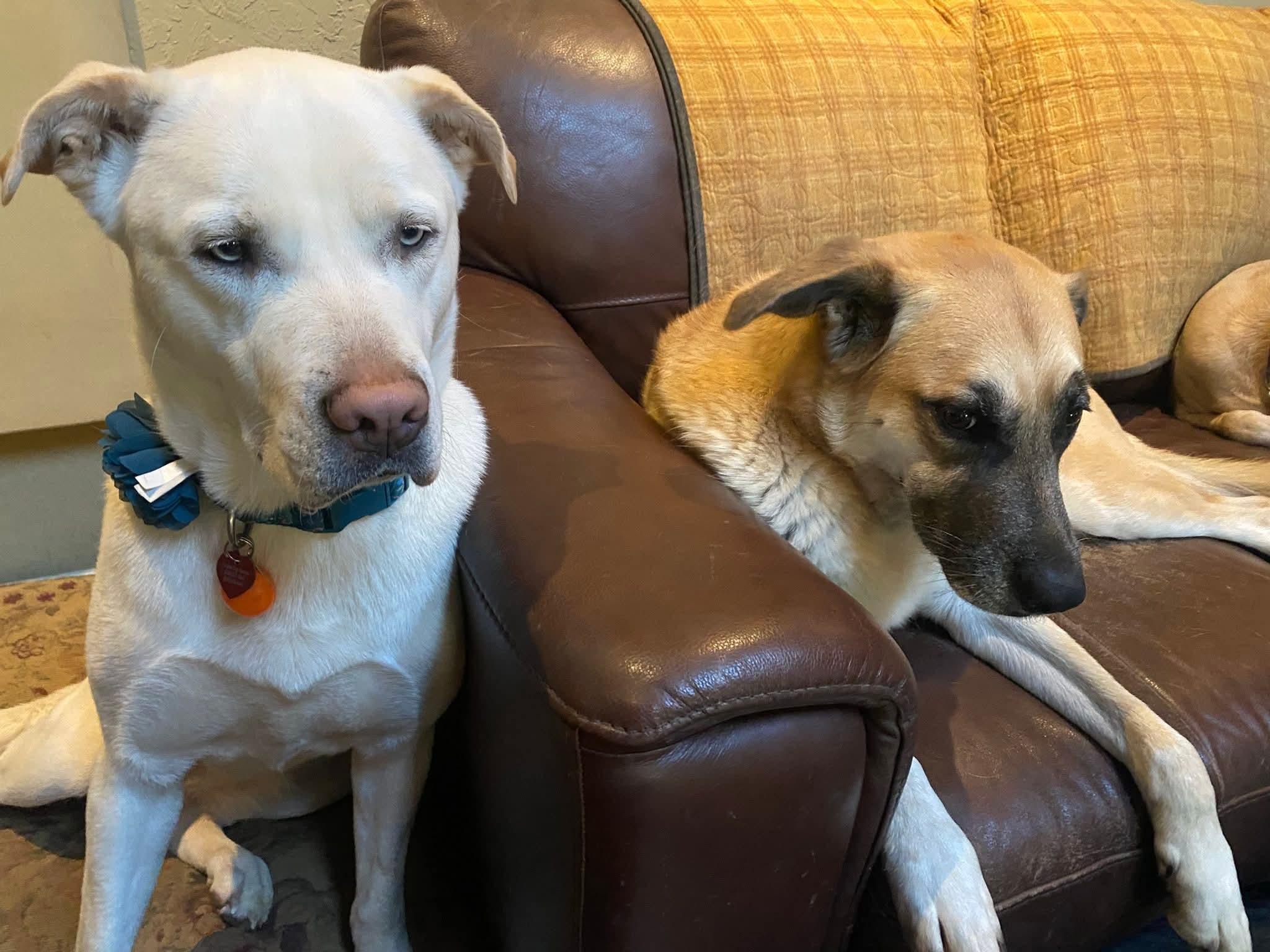 Enlarge 26Lucy, a ADOPTABLE mixed breed in Shingle Springs, CA image 5/6