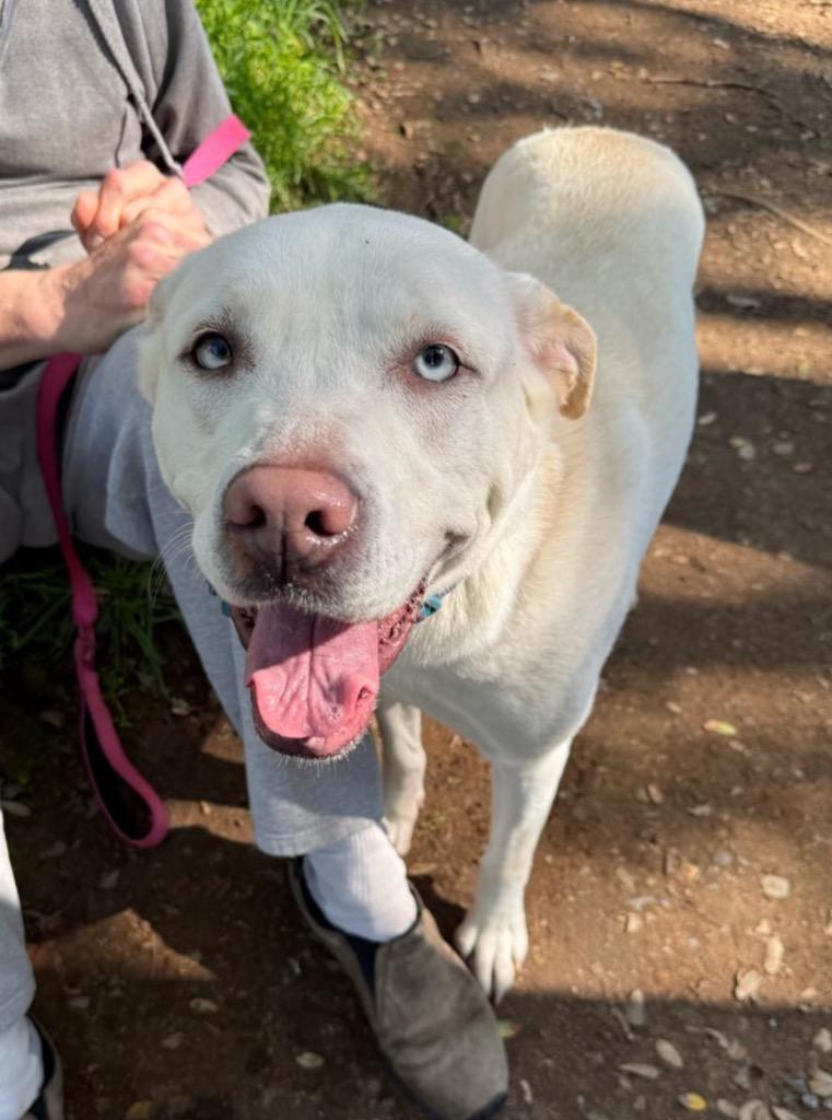 Enlarge 26Lucy, a ADOPTABLE mixed breed in Shingle Springs, CA image 2/6
