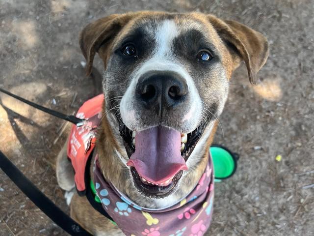 Enlarge BAILEY, a Adoptable Labrador Retriever in Phoenix, AZ image 1/1
