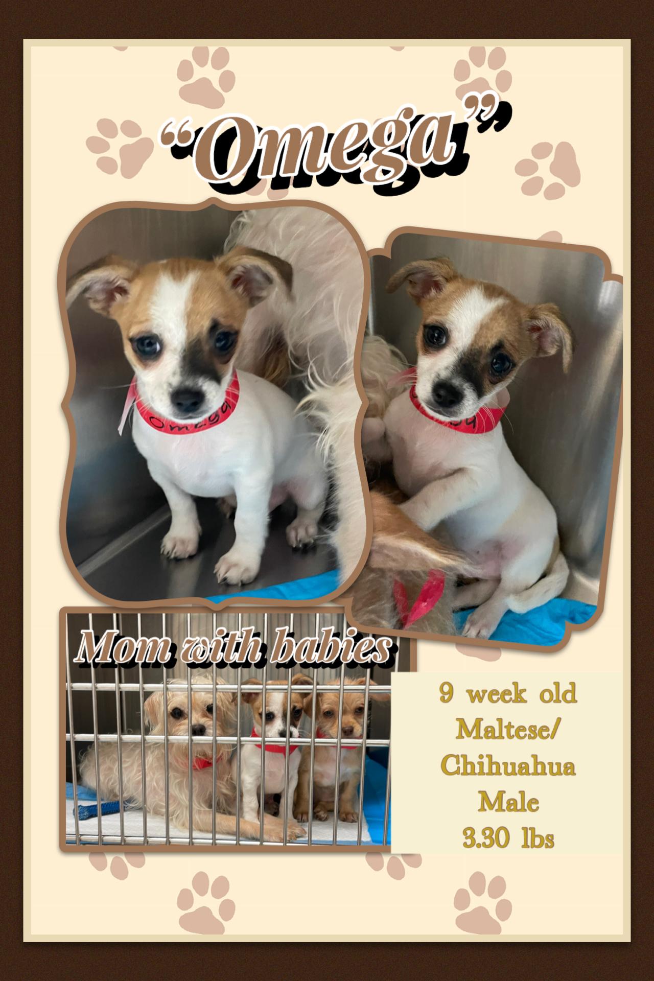 Omega, Adoptable, Puppy Male Maltese & Chihuahua.