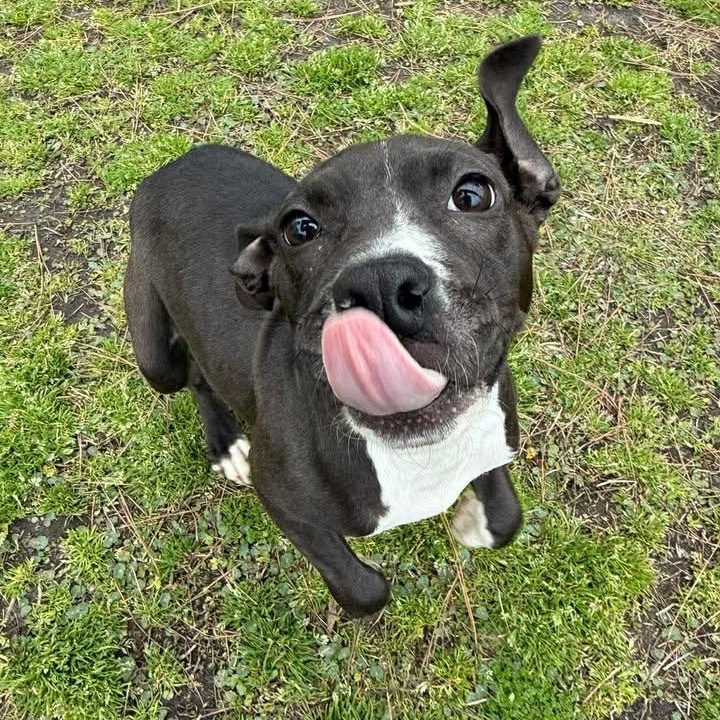 Emerson, adopted, Young Female Mixed Breed.