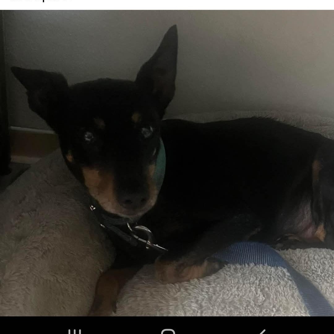 Bosco, an adopted Miniature Pinscher in Eureka, CA image 4/4