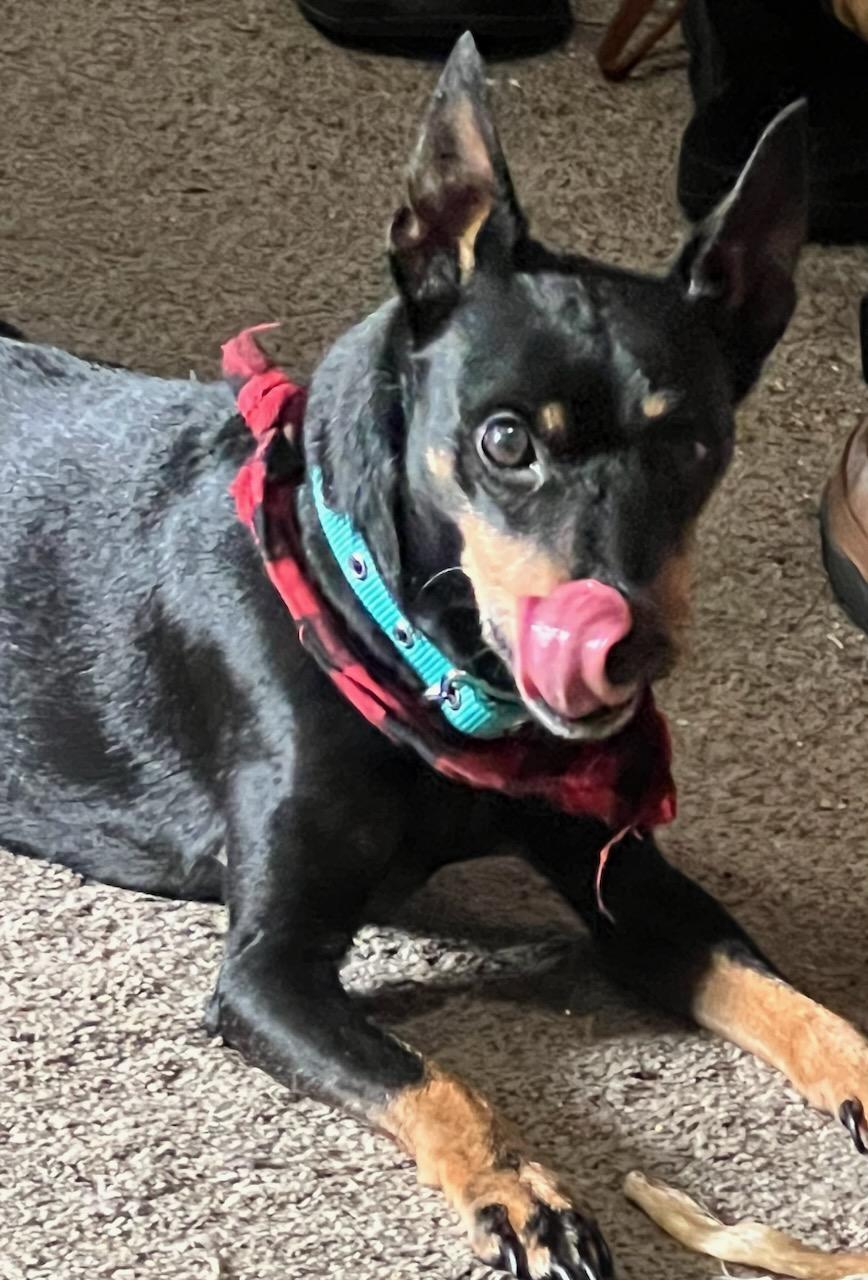 Bosco, adopted, Senior Male Miniature Pinscher.