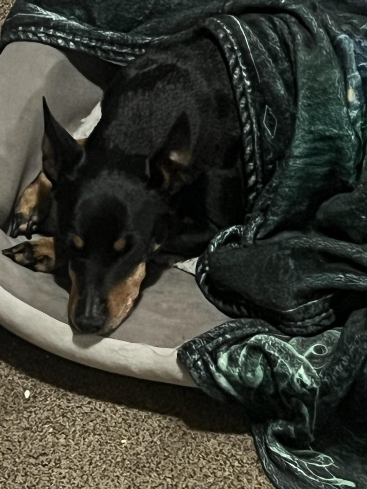 Bosco, an adopted Miniature Pinscher in Eureka, CA image 3/4