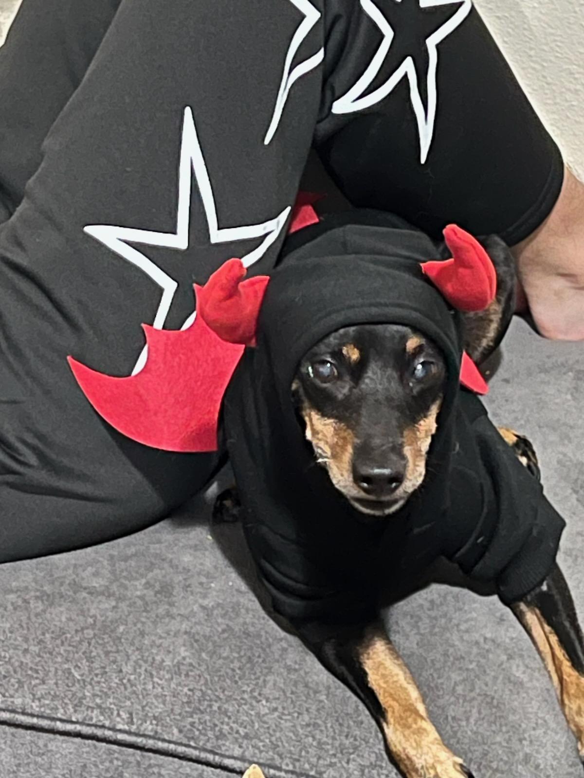 Bosco, an adopted Miniature Pinscher in Eureka, CA image 2/4