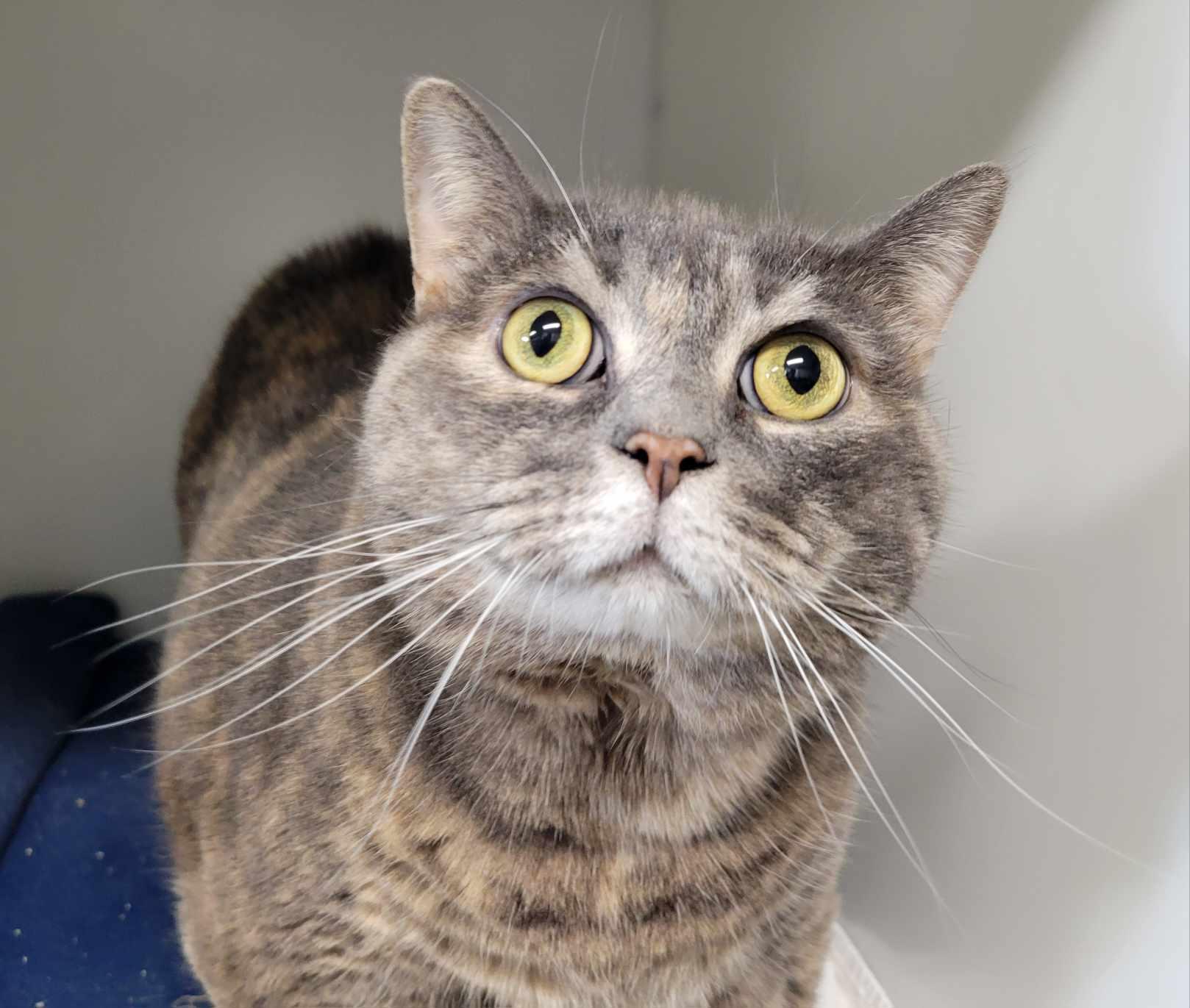 Zezette, an adoptable Domestic Short Hair in Delson, QC_image-1