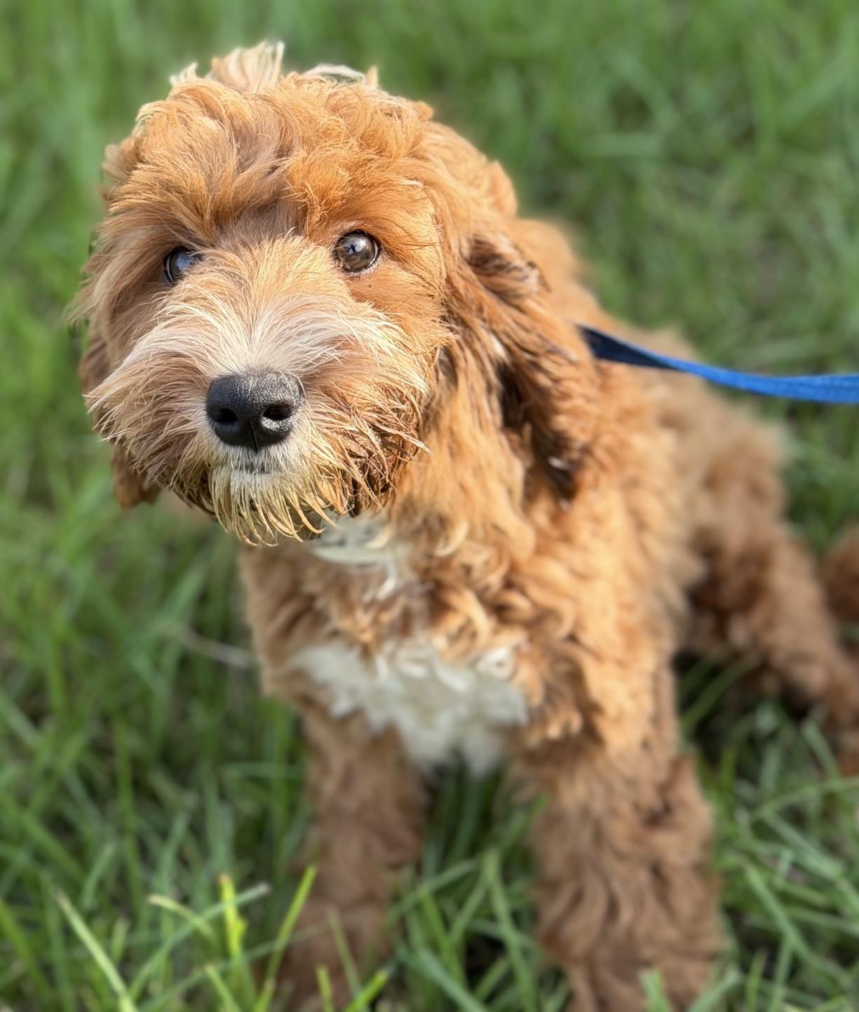 Enlarge Ashley, an adopted Labradoodle in Orlando, FL image 1/4