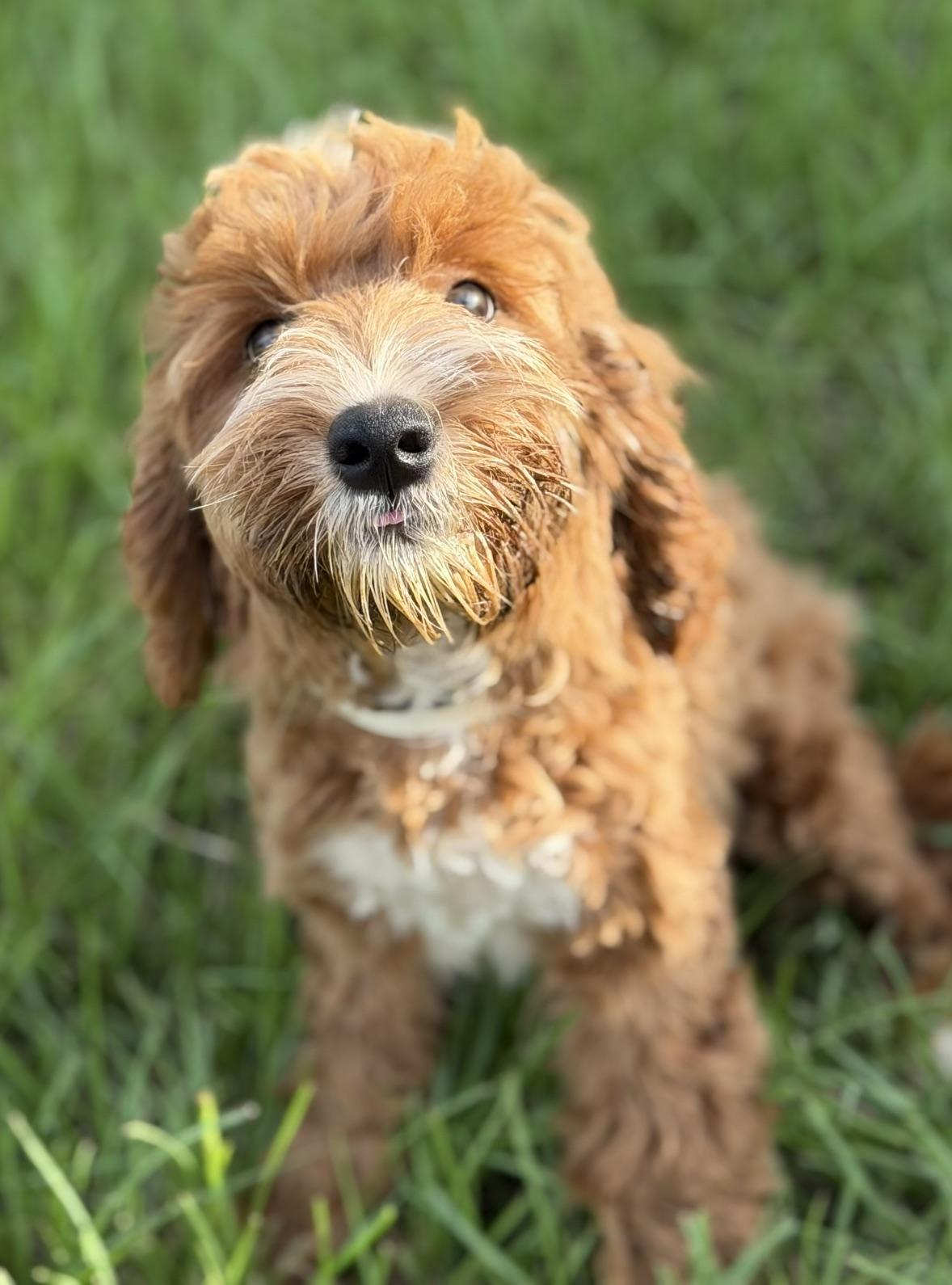 Enlarge Ashley, an adopted Labradoodle in Orlando, FL image 3/4