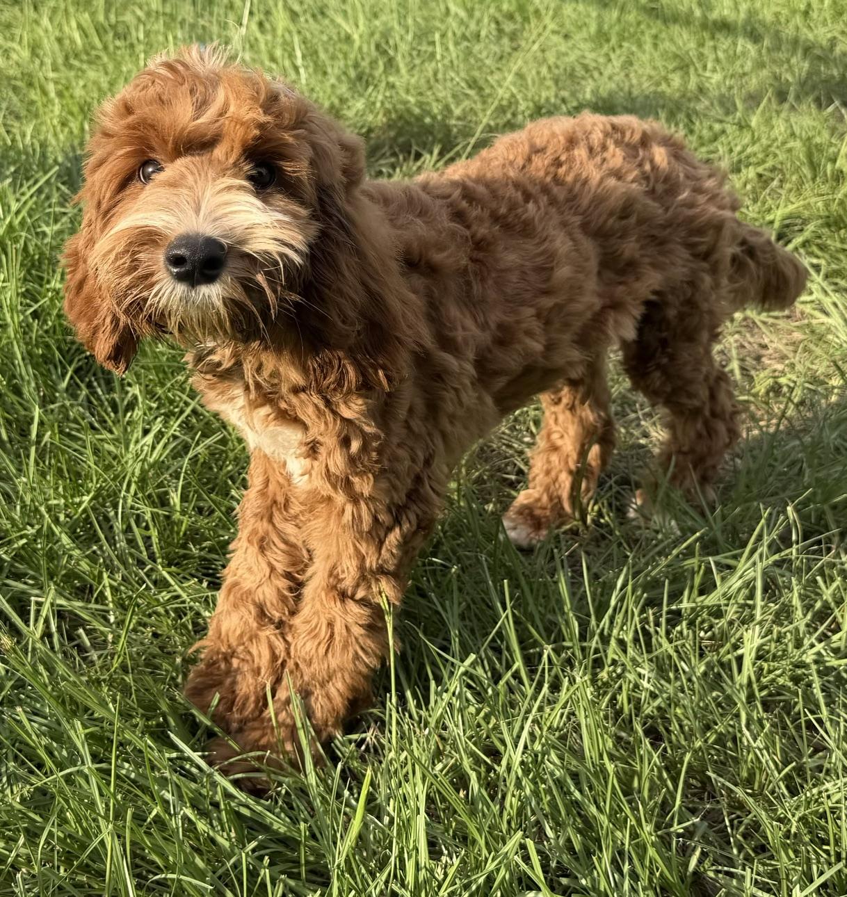 Enlarge Ashley, an adopted Labradoodle in Orlando, FL image 2/4