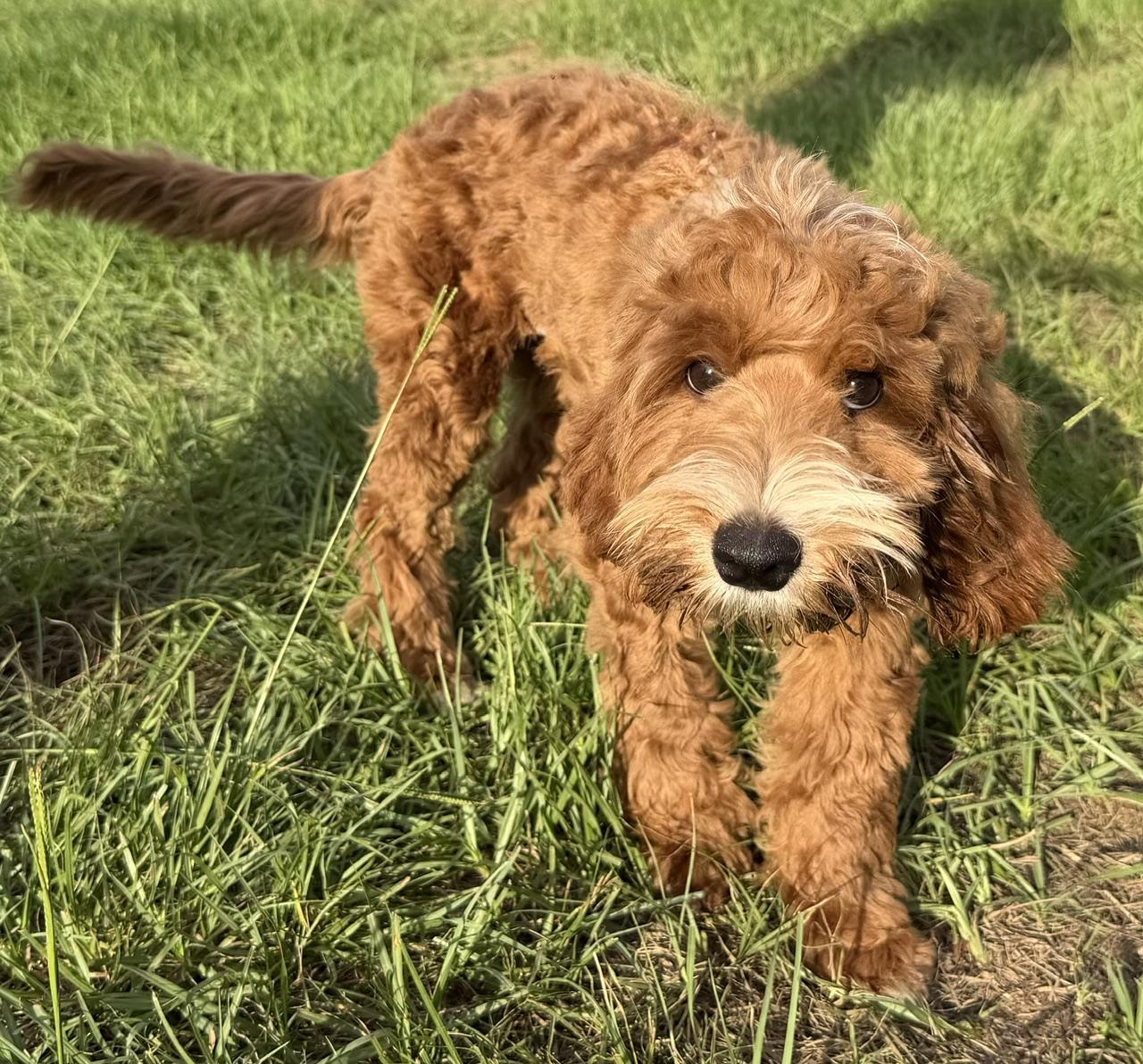 Enlarge Ashley, an adopted Labradoodle in Orlando, FL image 4/4