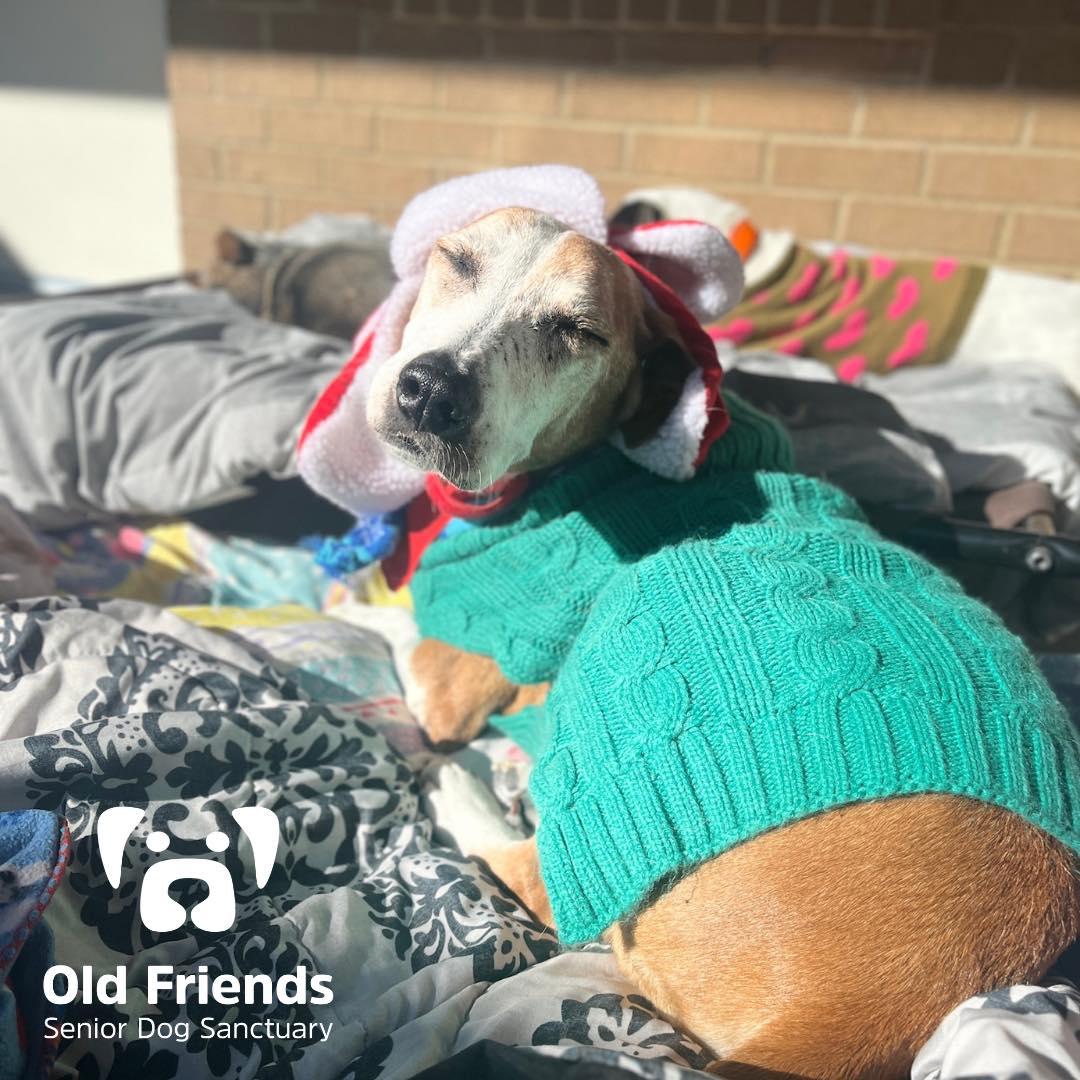 Walter, a Adoptable mixed breed in Mount Juliet, TN image 1/3