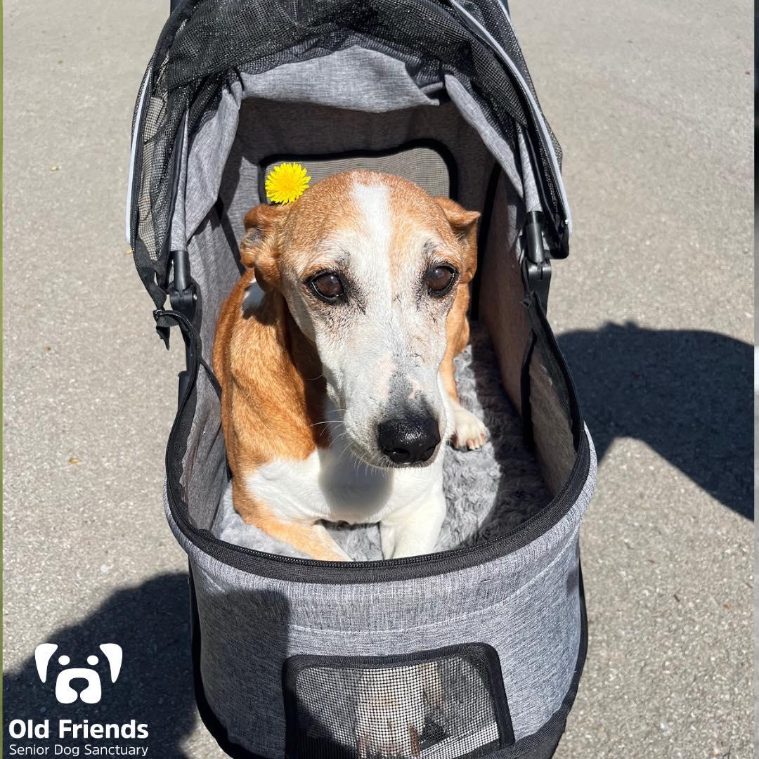 Walter, a Adoptable mixed breed in Mount Juliet, TN image 2/3
